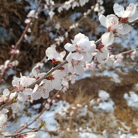 山桃花之旅