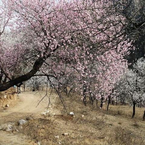 再游上寺