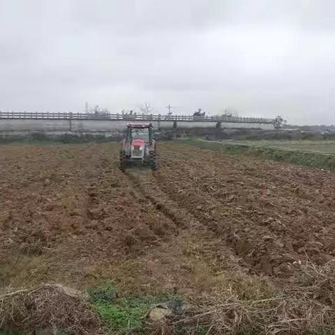 定城镇仙屯村引进社会资本发展贝贝瓜产业小南瓜带动村民大增收