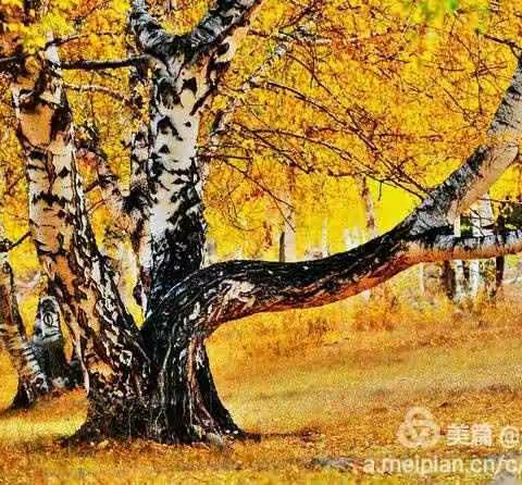 桦树秋彩