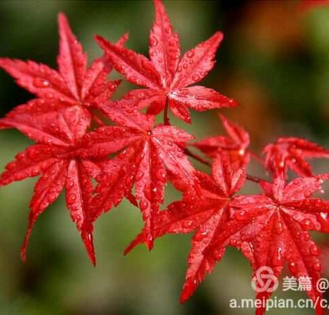 谁让秋天变的如此美丽