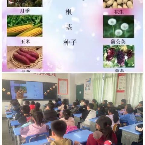 科普面对面 植物小知识——五年级6班“科普小课堂”开讲啦