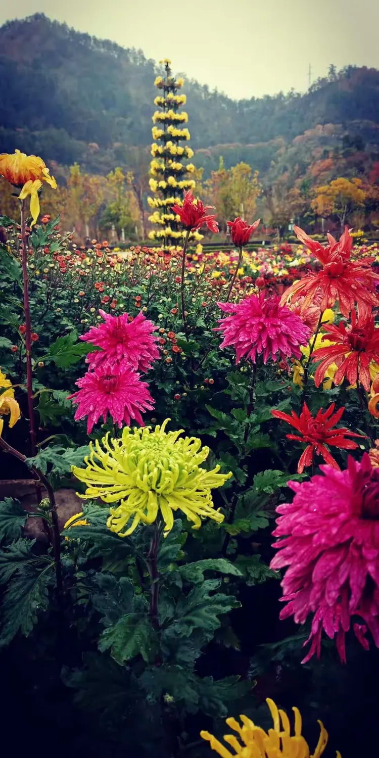 雨中漫步四方山广场，喜看雨中的菊花朵朵！