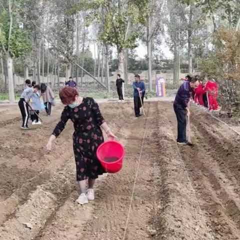 蝉鸣初夏陇飘香，收的穗穗麦粒香——黛溪小学农耕课程之收获小麦