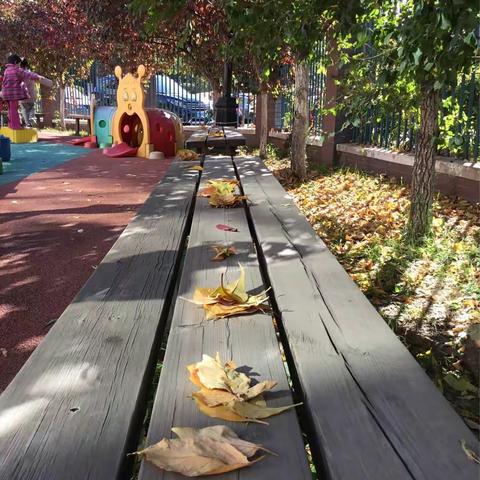 秋天的秘密——🍂落叶飘飘🍂