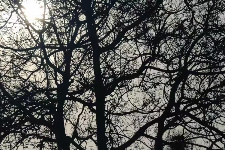 秋阳正好 风过林梢 我们正当年少