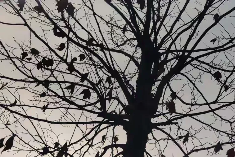 秋阳正好 风过林梢 我们正当年少