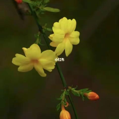 迎春花