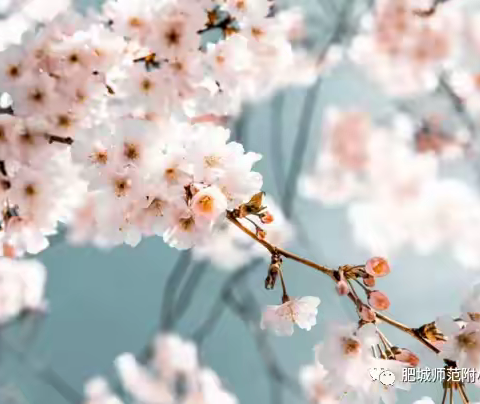 清明时节雨纷纷——肥城市实验幼儿园金桃李一班清明节活动