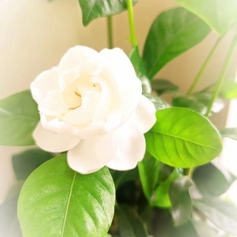 栀子花开