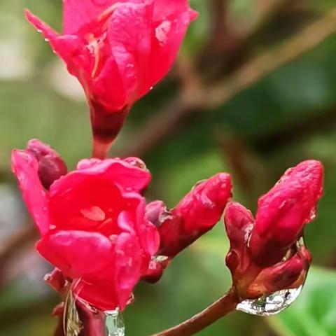 雨与花