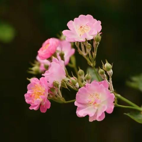 楼院花香四溢浓       赏花喻情人间美