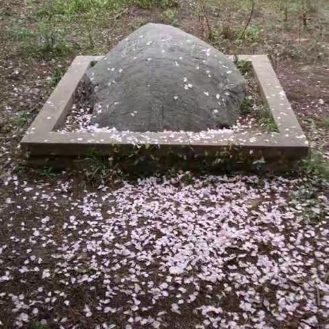 西山樱花也妖娆