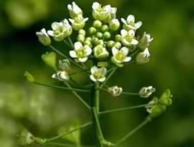 三月三，地菜花煮鸡蛋