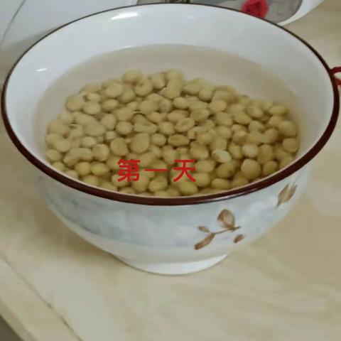 黄豆芽生长记