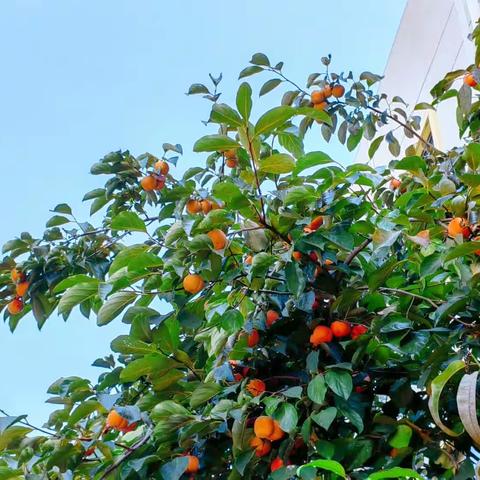 【大二班】摘柿子之趣味多多