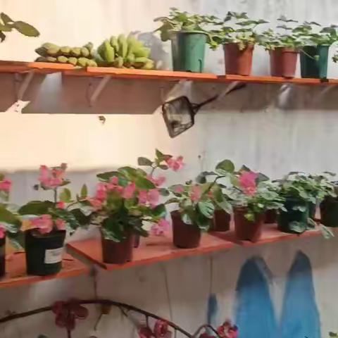 我的草莓墙