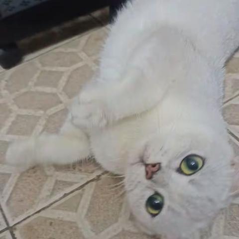 我的猫猫萌宠