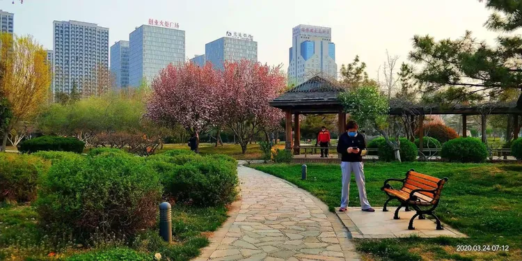 海棠苗的种植方法和技术图片