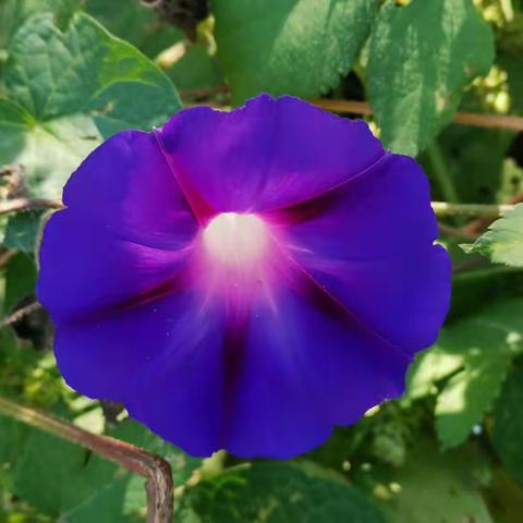 喇叭花（牵牛花）