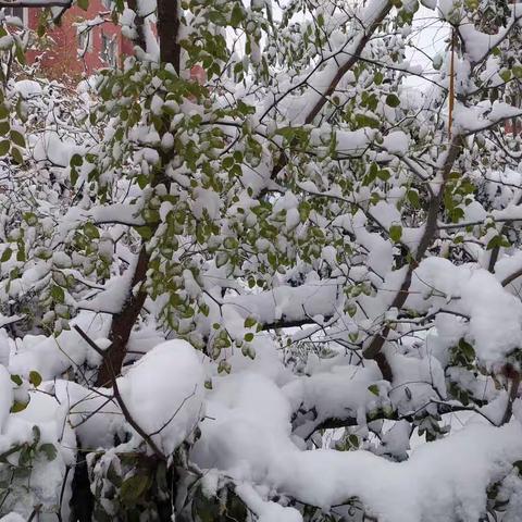 入冬第一场雪