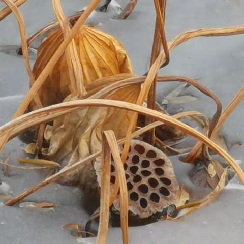 残荷构成的美