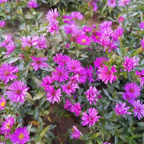 荷兰菊