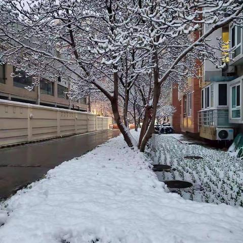 家园春雪  玉洁冰清