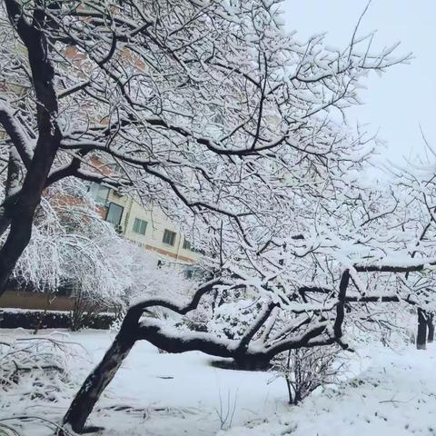 雪纷飞       ——宋彩红