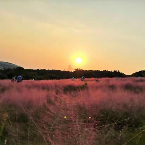 奇花异草