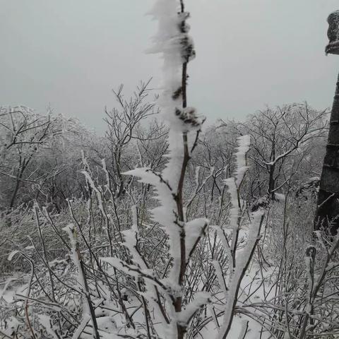 美丽的雪景