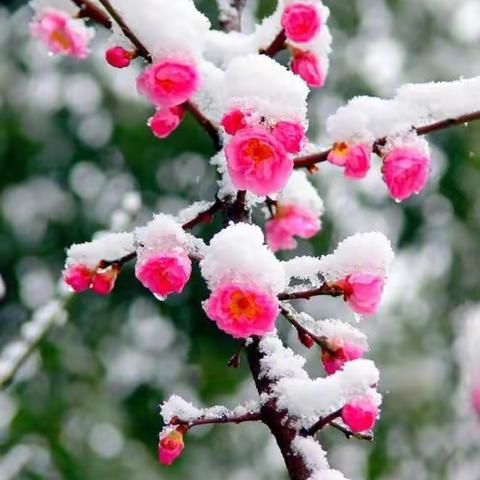 【启悦在线】“数”你最美——东环小学五年级数学组线上教学掠影