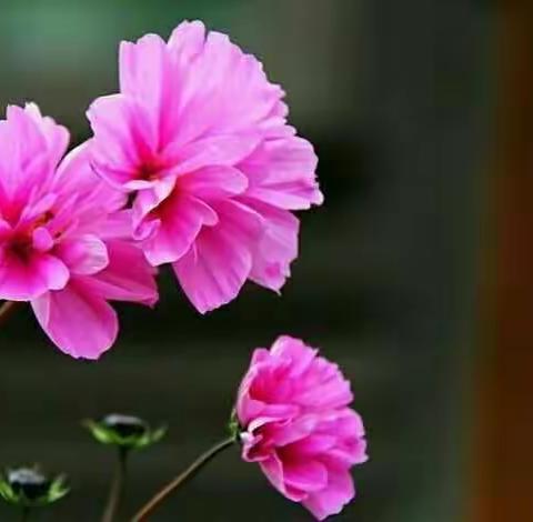 焦村初中心理咨询室年度总结