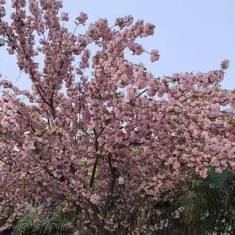 成长印记---鹤山区中山中学八三班