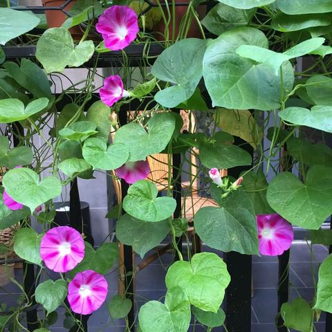 山上的日子（一）