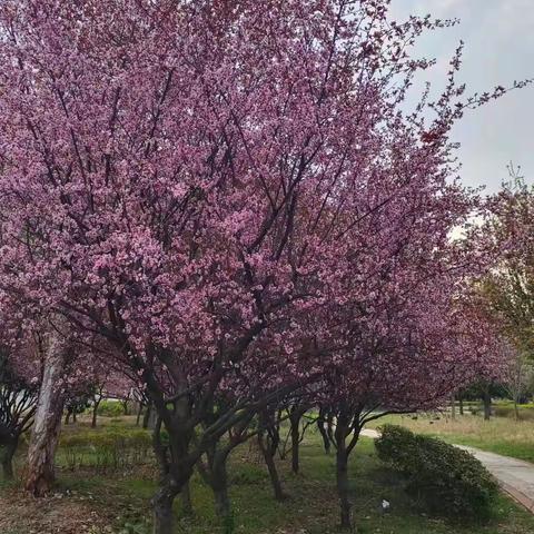 同心抗疫 静待花开---三合中学八年级八班