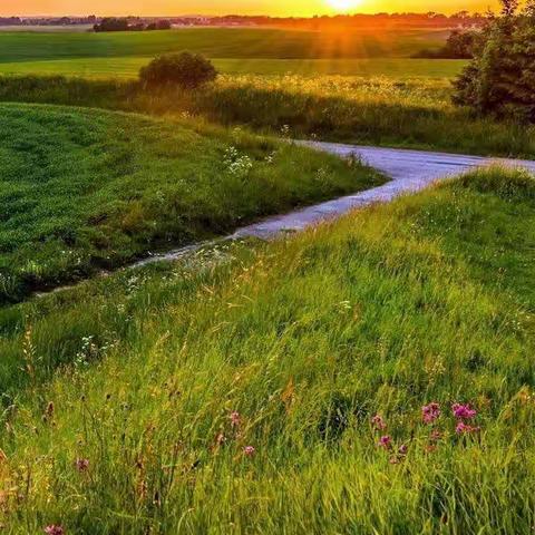 花送盛夏菊迎秋，咫尺画笔有天地。