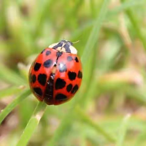 《七星瓢虫🐞》