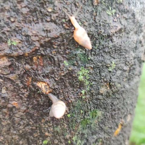 雨后的小蜗牛