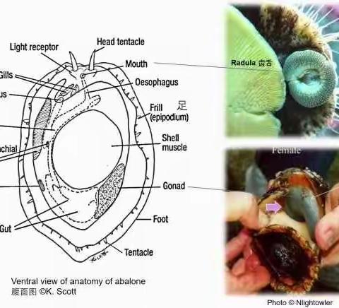 “探密美食—软体动物”