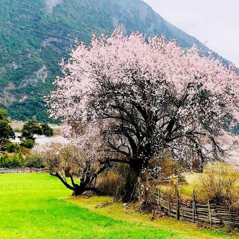 追寻花海一川藏318