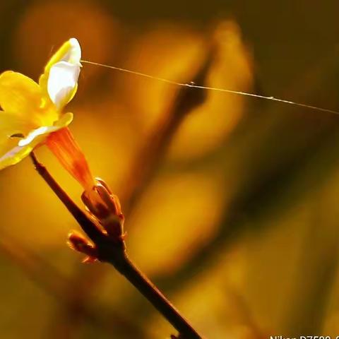 迎春花开