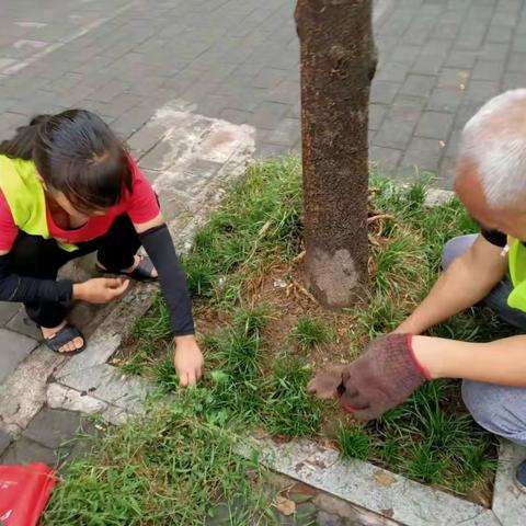 清理杂草、整治边坡——美化环境