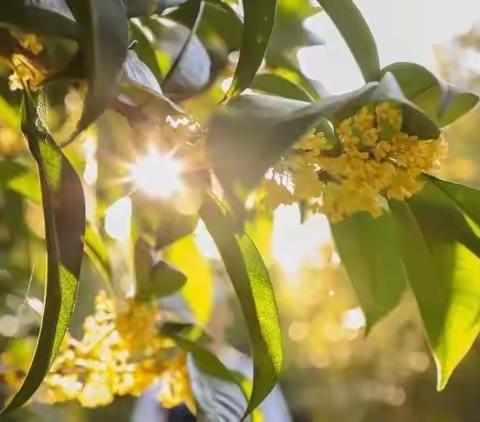 学无止境，润泽初心——江浦实验小学语文组教研活动