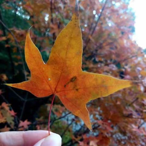 《一剪梅 • 秋分》