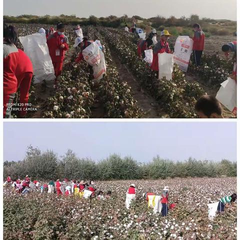 在劳动中收获，在劳动中成长