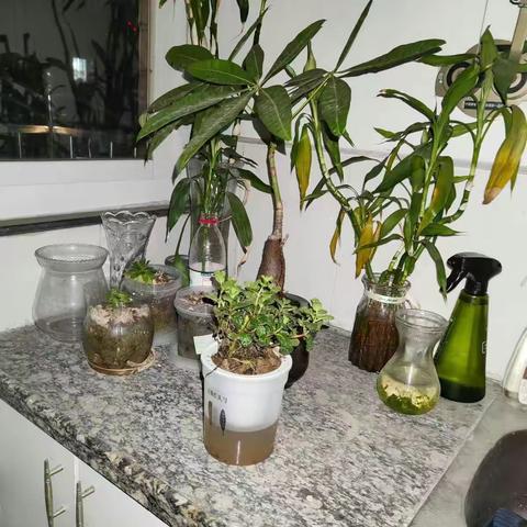 中草药种植平台