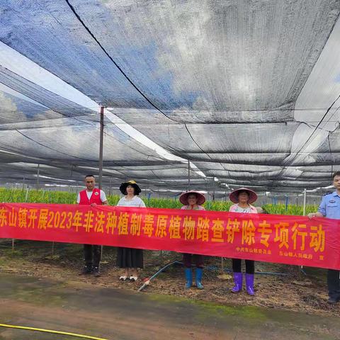 东山镇镇中社区开展第四季度非法种植制毒原植物踏查铲除专项行动