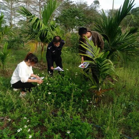 东山镇雅德村委会开展第一季度非法种植制毒原植物踏查铲除专项行动