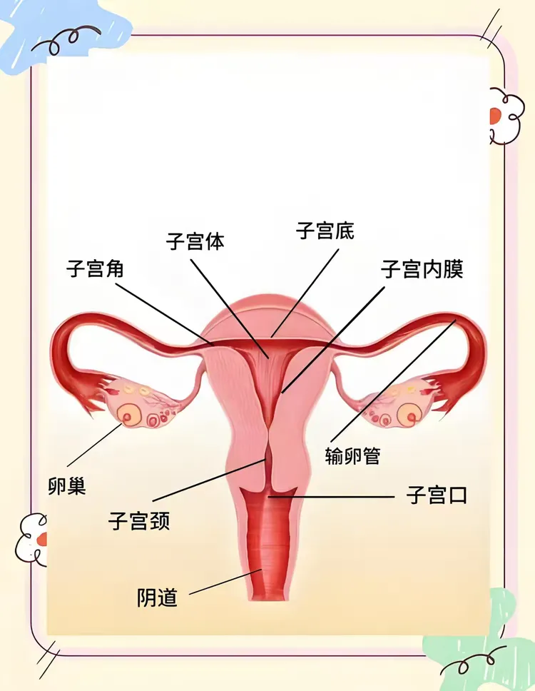 如果子宫也有朋友圈